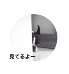 ボストンテリア   ベル   l’M BELL（個別スタンプ：18）