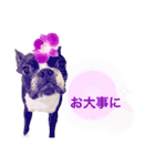 ボストンテリア   ベル   l’M BELL（個別スタンプ：23）