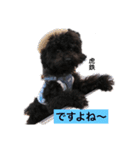 トイプードル虎鉄くん②（個別スタンプ：1）
