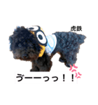 トイプードル虎鉄くん②（個別スタンプ：2）