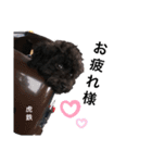 トイプードル虎鉄くん②（個別スタンプ：3）