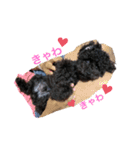 トイプードル虎鉄くん②（個別スタンプ：15）