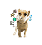 ガウリン's小春と風和（個別スタンプ：2）