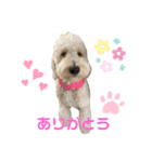 愛犬のえるとのあ（個別スタンプ：1）