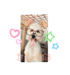愛犬のえるとのあ（個別スタンプ：2）