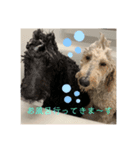 愛犬のえるとのあ（個別スタンプ：3）