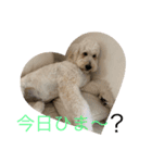 愛犬のえるとのあ（個別スタンプ：7）