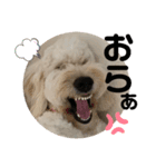 愛犬のえるとのあ（個別スタンプ：8）