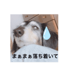 可愛いリヴの日常スタンプ（個別スタンプ：16）