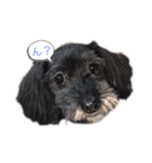 Dog＆Catの日常（個別スタンプ：4）