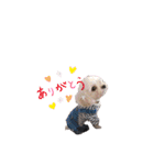 Dog＆Catの日常（個別スタンプ：6）