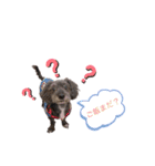 Dog＆Catの日常（個別スタンプ：7）
