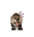 Dog＆Catの日常（個別スタンプ：11）