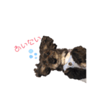 Dog＆Catの日常（個別スタンプ：14）