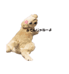 Dog＆Catの日常（個別スタンプ：16）