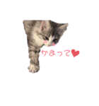 Dog＆Catの日常（個別スタンプ：19）