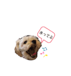 Dog＆Catの日常（個別スタンプ：20）