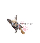 Dog＆Catの日常（個別スタンプ：21）