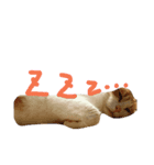 catCat soles（個別スタンプ：3）