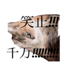 いつ使うねん！②やがな！（個別スタンプ：19）