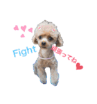 愛犬あもちゃん（個別スタンプ：1）