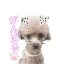 愛犬あもちゃん（個別スタンプ：5）