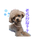 愛犬あもちゃん（個別スタンプ：6）