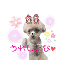 愛犬あもちゃん（個別スタンプ：7）