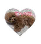愛犬あもちゃん（個別スタンプ：8）