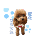 愛犬あもちゃん（個別スタンプ：9）