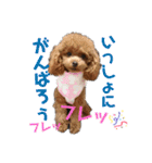 愛犬あもちゃん（個別スタンプ：10）