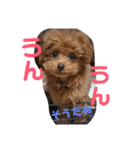 愛犬あもちゃん（個別スタンプ：11）