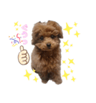 愛犬あもちゃん（個別スタンプ：12）