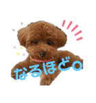 愛犬あもちゃん（個別スタンプ：13）