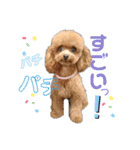 愛犬あもちゃん（個別スタンプ：15）