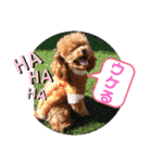 愛犬あもちゃん（個別スタンプ：17）