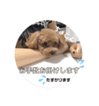 愛犬あもちゃん（個別スタンプ：19）