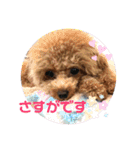 愛犬あもちゃん（個別スタンプ：20）