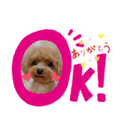愛犬あもちゃん（個別スタンプ：21）