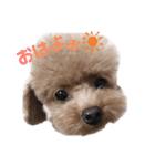愛犬あもちゃん（個別スタンプ：23）