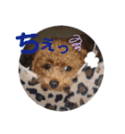 愛犬あもちゃん（個別スタンプ：25）
