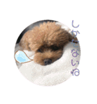 愛犬あもちゃん（個別スタンプ：26）