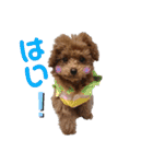 愛犬あもちゃん（個別スタンプ：28）