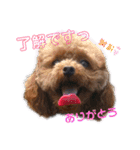 愛犬あもちゃん（個別スタンプ：29）