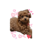 愛犬あもちゃん（個別スタンプ：31）