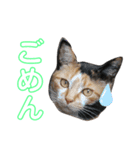 おまがりねこのきなこちゃん（個別スタンプ：2）
