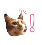 おまがりねこのきなこちゃん（個別スタンプ：3）