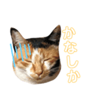 おまがりねこのきなこちゃん（個別スタンプ：4）