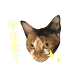 おまがりねこのきなこちゃん（個別スタンプ：5）