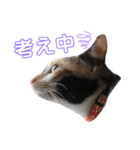 おまがりねこのきなこちゃん（個別スタンプ：6）